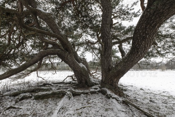 Old Scots pine (Pinus sylvestris), Emsland, Lower Saxony, Germany