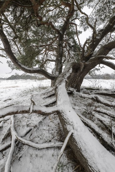 Old Scots pine (Pinus sylvestris), Emsland, Lower Saxony, Germany