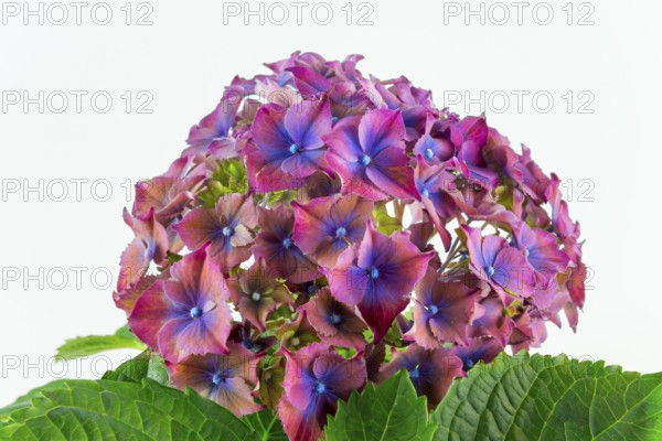 Close-up of pink-purple hydrangea flowers with green leaves against a clear white background, Hydrangea (Hydrangea), Lower Saxony, Germany
