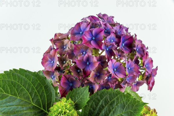 Close-up of purple hydrangea flowers with green leaves against a white background, Hydrangea (Hydrangea), Lower Saxony, Germany