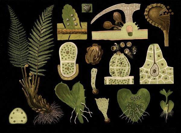 Scientific illustration with details, worm fern, Polystichum filix mas, school picture, authentic reproduction of a school mural, around 1909, based on an original by Gottlieb von Koch, exact date unknown, historical