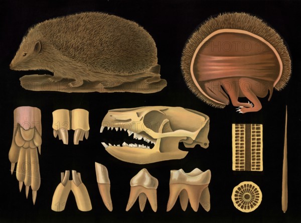 Scientific illustration with details, hedgehog, brown-breasted hedgehog, Erinaceus europaeus, school picture, authentic reproduction of a school mural, around 1909, based on an original by Gottlieb von Koch, exact date unknown, historical