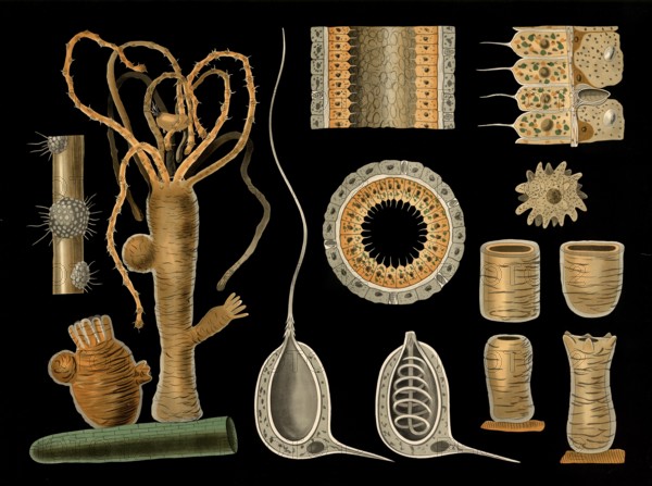 Scientific illustration with details, type of freshwater polyps, hydra vulgaris, school picture, authentic reproduction of a school mural, around 1909, based on an original by Gottlieb von Koch, exact date unknown, historical