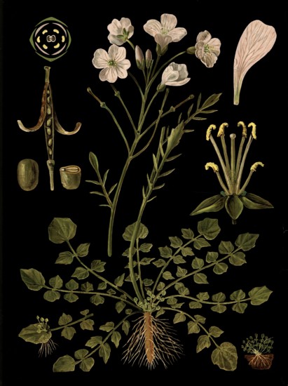 Scientific illustration with details, meadow foam herb, cardamine pratensis, school picture, authentic reproduction of a school mural, around 1909, based on an original by Gottlieb von Koch, exact date unknown, historical