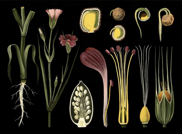 Scientific illustration with details, Kornrade, Agrostemma Githago, school painting, authentic reproduction of a school mural, around 1909, based on an original by Gottlieb von Koch, exact date unknown, historical