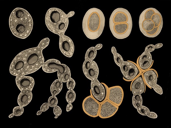 Scientific illustration with details, baker's yeast, also beer yeast, Saccharomyces cerevisiae, school picture, authentic reproduction of a school mural, around 1909, based on an original by Gottlieb von Koch, exact date unknown, historical