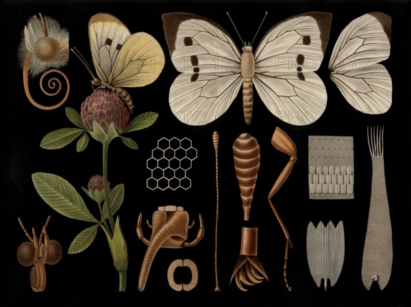 Scientific illustration with details, Großer Kohlweissling, Pieris brassicae, butterfly, school picture, authentic reproduction of a school mural, around 1909, based on an original by Gottlieb von Koch, exact date unknown, historical
