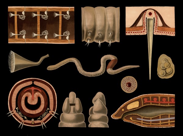 Scientific illustration with details, earthworm, Lumbricus terrestris, school picture, authentic reproduction of a school mural, around 1909, based on an original by Gottlieb von Koch, exact date unknown, historical