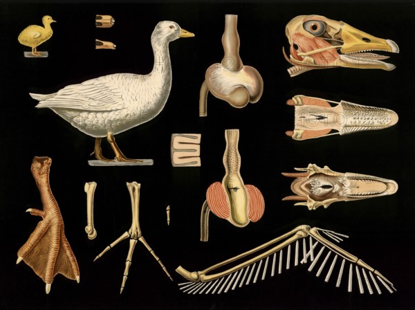 Scientific illustration with details, house goose, Anser cinereus, school picture, authentic reproduction of a school mural, around 1909, based on an original by Gottlieb von Koch, exact date unknown, historical