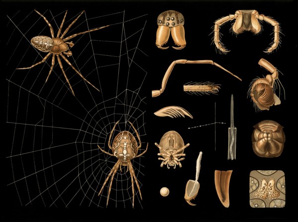 Scientific illustration with details, garden spider, Araneus diadematus, school picture, authentic reproduction of a school mural, around 1909, based on an original by Gottlieb von Koch, exact date unknown, historical