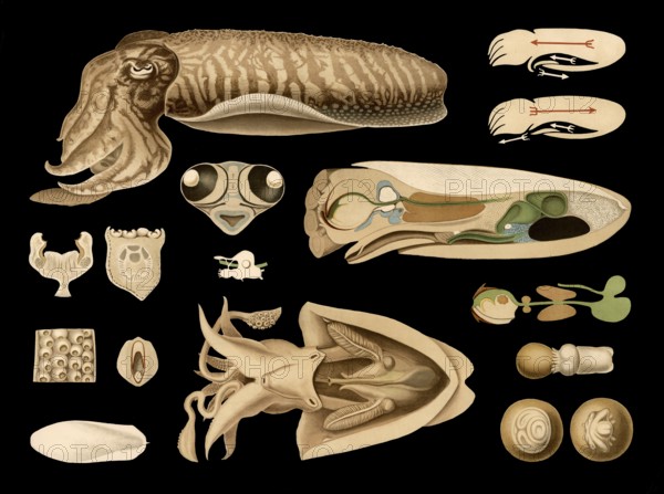 Scientific illustration with details, squid, cuttlefish officinalis, school picture, authentic reproduction of a school mural, around 1909, based on an original by Gottlieb von Koch, exact date unknown, historical
