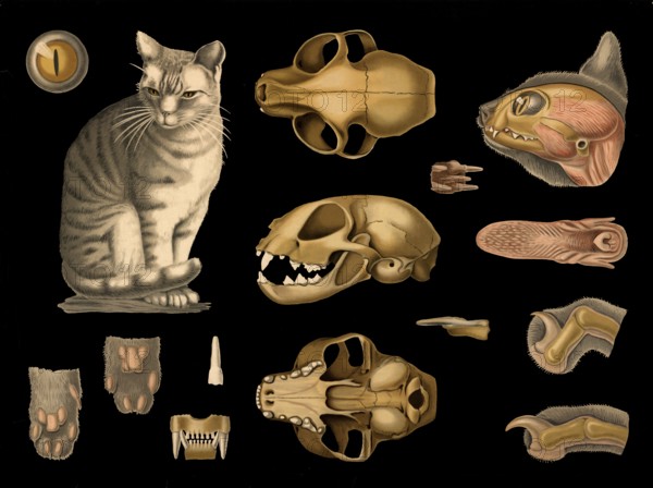 Scientific illustration with details, house cat, Felis domestica, school picture, authentic reproduction of a school mural, around 1909, based on an original by Gottlieb von Koch, exact date unknown, historical