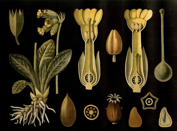 Scientific illustration with details, cowslip, Primula veris, school picture, authentic reproduction of a school mural, around 1909, based on an original by Gottlieb von Koch, exact date unknown, historical