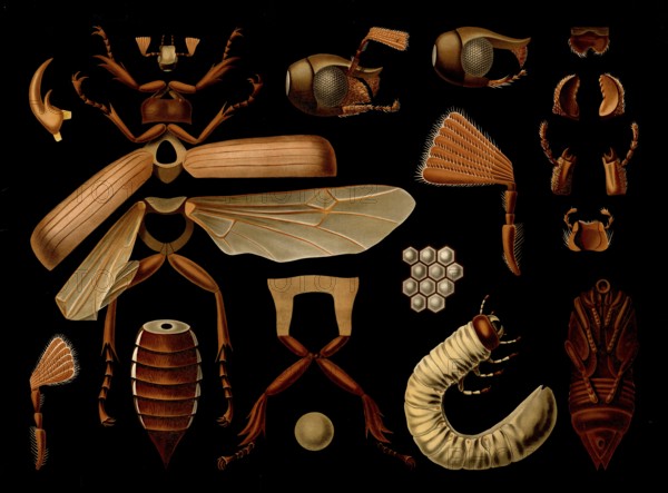 Scientific illustration with details, May beetle, Melolontha melolontha, school picture, authentic reproduction of a school mural, around 1909, based on an original by Gottlieb von Koch, exact date unknown, historical