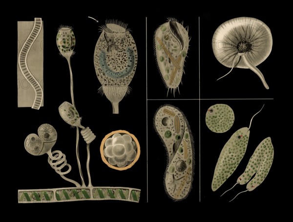 Scientific illustration with details, ciliophora and bell animal, vorticella and slippers, paramecium and weapon animal, stylonychia and eye animal, euglena and marine lamp, noctiluca, school picture, authentic reproduction of a school mural, around 1909, based on an original by Gottlieb von Koch, exact date unknown, historical