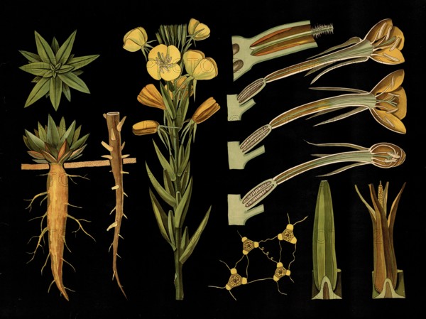 Scientific illustration with details, evening primrose, Oenothera biennis, school picture, authentic reproduction of a school mural, around 1909, based on an original by Gottlieb von Koch, exact date unknown, historical