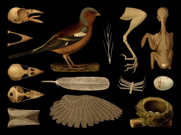 Scientific illustration with details, chaffinch, Fringilla coelebs, school picture, authentic reproduction of a school mural, around 1909, based on an original by Gottlieb von Koch, exact date unknown, historical