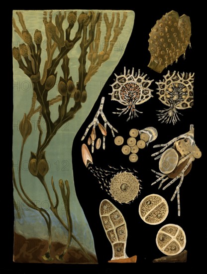 Scientific illustration with details, bubble swab, fucus vesiculosus, school picture, authentic reproduction of a school mural, around 1909, based on an original by Gottlieb von Koch, exact date unknown, historical