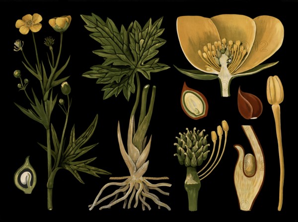 Scientific illustration with details, sharp buttercup, Ranunculus acris, school picture, authentic reproduction of a school mural, around 1909, based on an original by Gottlieb von Koch, exact date unknown, historical