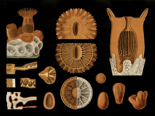 Scientific illustration with details, star coral, Astroides calycularis, school picture, authentic reproduction of a school mural, around 1909, based on an original by Gottlieb von Koch, exact date unknown, historical