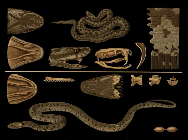Scientific illustration with details, vipera berus and grass snake, Natrix natrix, school picture, authentic reproduction of a school mural, around 1909, based on an original by Gottlieb von Koch, exact date unknown, historical