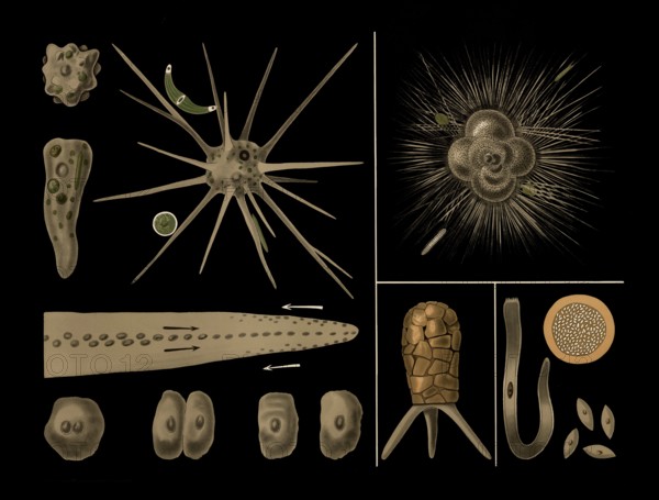 Scientific illustration with details, amoeba, Rotalia, Difflugia and Gregarine, school painting, authentic reproduction of a school mural, around 1909, based on an original by Gottlieb von Koch, exact date unknown, historical