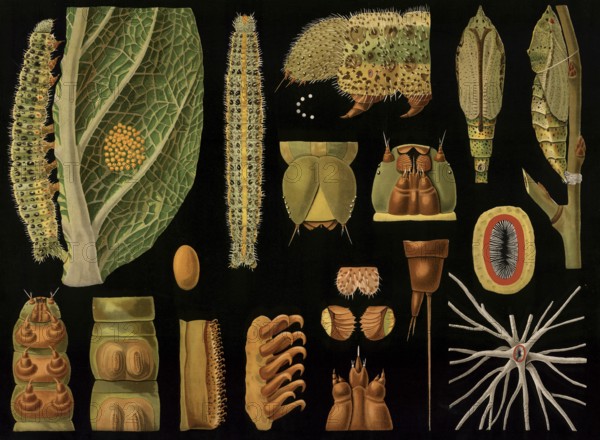 Scientific illustration with details, Großer Kohlweissling, Pieris brassicae, caterpillar stage, school painting, authentic reproduction of a school mural, around 1909, based on an original by Gottlieb von Koch, exact date unknown, historical