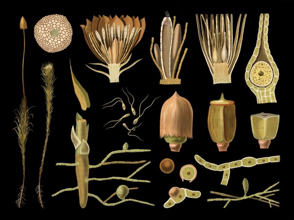 Scientific illustration with details, moss, polytrichum, school picture, authentic reproduction of a school mural, around 1909, based on an original by Gottlieb von Koch, exact date unknown, historical