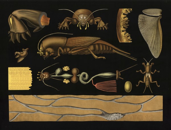 Scientific illustration with details, mole cricket, Gryllotalpa vulgaris, school picture, authentic reproduction of a school mural, around 1909, based on an original by Gottlieb von Koch, exact date unknown, historical