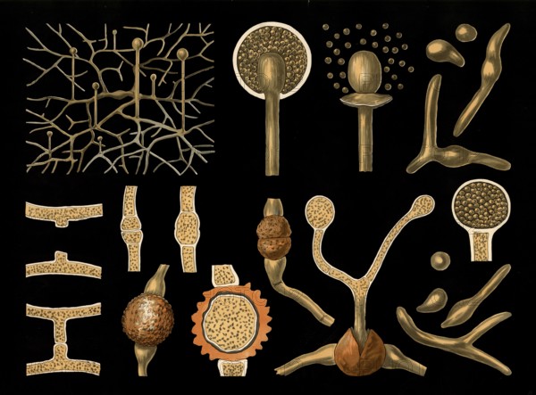 Scientific illustration with details, coniferous mold, mucor mucedo, school picture, authentic reproduction of a school mural, around 1909, based on an original by Gottlieb von Koch, exact date unknown, historical