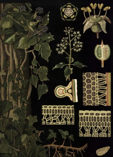 Scientific illustration with details, ivy, Hedera helix, school picture, authentic reproduction of a school mural, around 1909, based on an original by Gottlieb von Koch, exact date unknown, historical