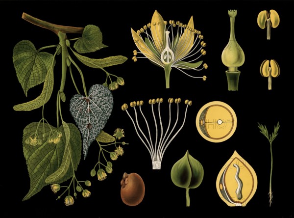 Scientific illustration with details, winter linden tree, Tilia parvifolia, school picture, authentic reproduction of a school mural, around 1909, based on an original by Gottlieb von Koch, exact date unknown, historical