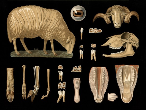 Scientific illustration with details, sheep, Ovis aries, school picture, authentic reproduction of a school mural, around 1909, based on an original by Gottlieb von Koch, exact date unknown, historical
