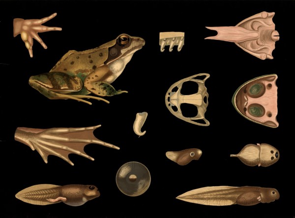 Scientific illustration with details, common frog, rana temporaria, school picture, authentic reproduction of a school mural, around 1909, based on an original by Gottlieb von Koch, exact date unknown, historical