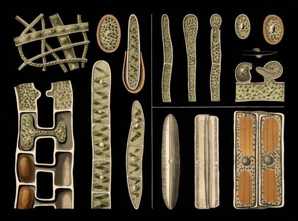 Scientific illustration with details, freshwater algae, screw algae, spirogyra and diatom, pinnularia and yellow-green algae, Vaucheria, school picture, authentic reproduction of a school mural, around 1909, based on an original by Gottlieb von Koch, exact date unknown, historical