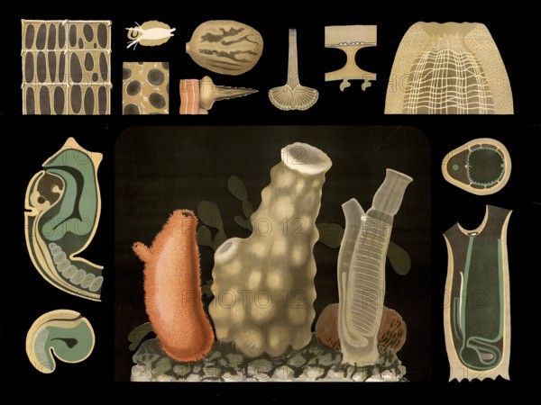 Scientific illustration with details, freshwater sponge, spongilla, school picture, authentic reproduction of a school mural, around 1909, based on an original by Gottlieb von Koch, exact date unknown, historical