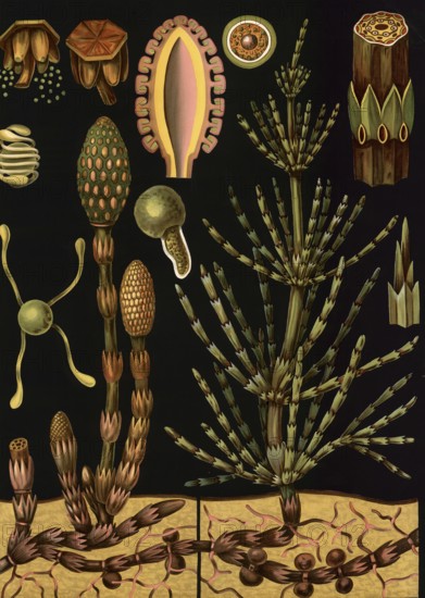 Scientific illustration with details, field horsetail, Equisetum arvense, school picture, authentic reproduction of a school mural, around 1909, based on an original by Gottlieb von Koch, exact date unknown, historical