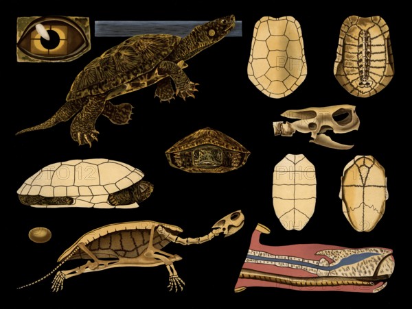 Scientific illustration with details, European swamp turtle, Emys europaea, school picture, authentic reproduction of a school mural, around 1909, based on an original by Gottlieb von Koch, exact date unknown, historical
