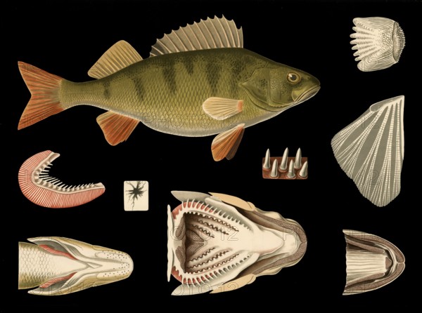 Scientific illustration with details, river perch, Perca fluviatilis, school picture, authentic reproduction of a school mural, around 1909, based on an original by Gottlieb von Koch, exact date unknown, historical