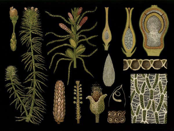 Scientific illustration with details, peat moss, Sphagnum acutifolium, school picture, authentic reproduction of a school mural, around 1909, based on an original by Gottlieb von Koch, exact date unknown, historical