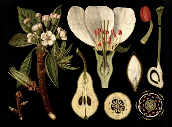 Scientific illustration with details, pear, Pyrus communis, school picture, authentic reproduction of a school mural, around 1909, based on an original by Gottlieb von Koch, exact date unknown, historical