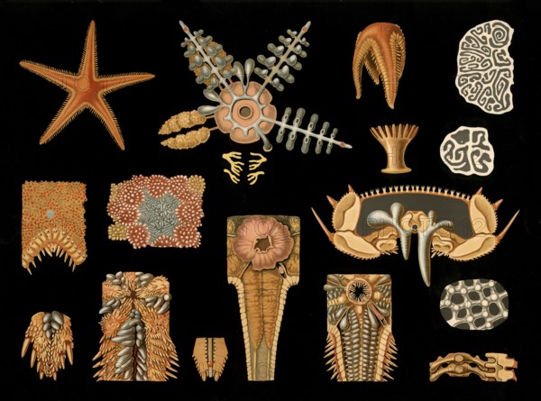 Scientific illustration with details, starfish, Asteropecten aurantiacus, school picture, authentic reproduction of a school mural, around 1909, based on an original by Gottlieb von Koch, exact date unknown, historical