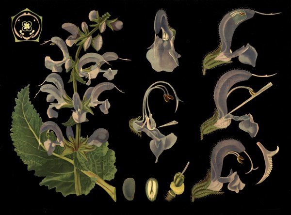 Scientific illustration with details, meadow sage, salvia pratensis, school picture, authentic reproduction of a school mural, around 1909, based on an original by Gottlieb von Koch, exact date unknown, historical