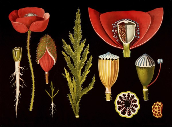 Scientific illustration with details, poppy, papaver rhoeas, school picture, authentic reproduction of a school mural, around 1909, based on an original by Gottlieb von Koch, exact date unknown, historical