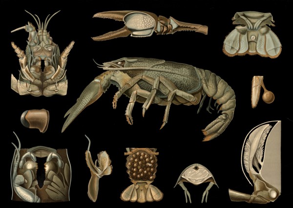 Scientific illustration with details, crayfish, Astacus fluviatilis, school picture, authentic reproduction of a school mural, around 1909, based on an original by Gottlieb von Koch, exact date unknown, historical