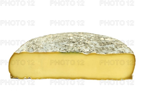 Cross-section of a Saint-Nectaire cheese on a white background. Puy de Dome. Auvergne. France