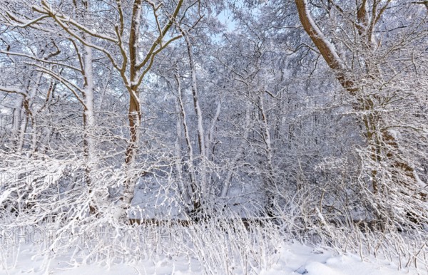 The onset of winter with snow in a forest and wetland in Hamburg's Vier- und Marschlanden near Fünfhausen. Kirchwerder, Hamburg, Germany