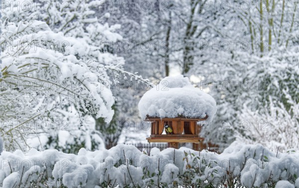 Garden birds find food in a birdhouse, bird feeder, after the onset of winter with snow in the Kirchwerder district of Hamburg. Fünfhausen, Kirchwerder, Hamburg, Germany