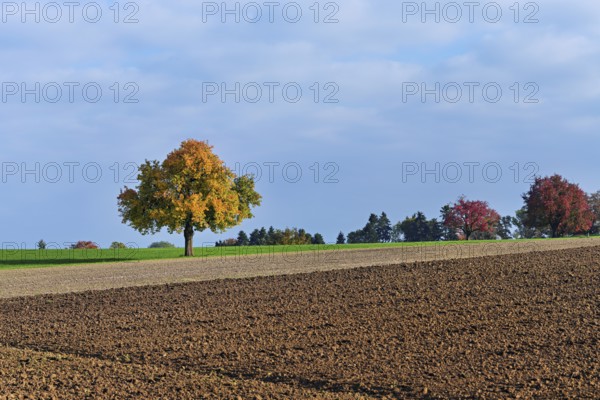 Discoloured pear tree (Pyrus), standing in a meadow, Beinwil, Freiamt, Canton Aargau, Switzerland