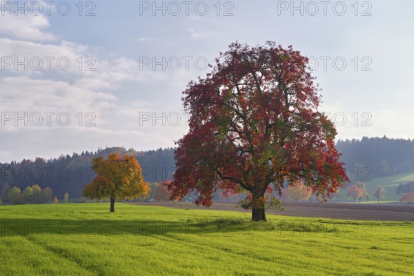 Red discoloured pear tree (Pyrus), standing in a meadow, Beinwil, Freiamt, Canton Aargau, Switzerland